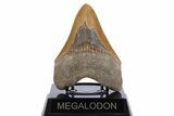Serrated, Fossil Megalodon Tooth - North Carolina #345651-2